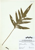 藏品(海岸擬茀蕨)的圖片